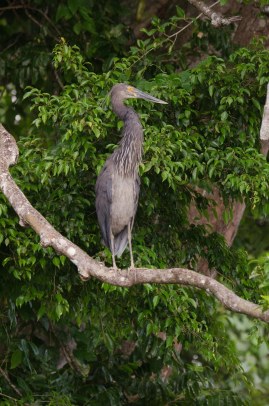 Great Billed Heron