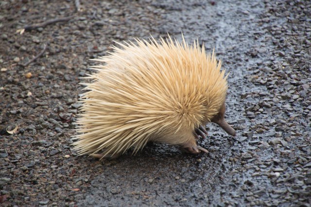 Echidna