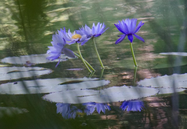 Blue Lillies