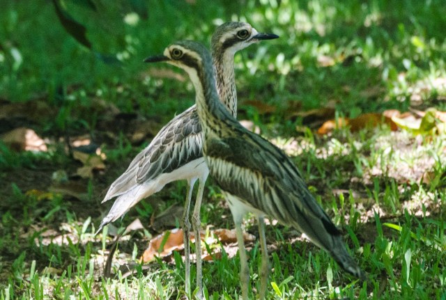 Stone Curlews