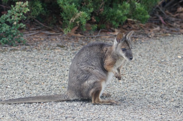Tamar Wallaby