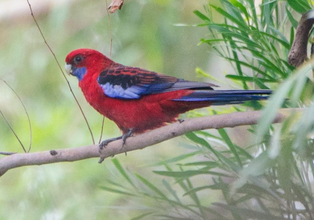 Crimson Rosella