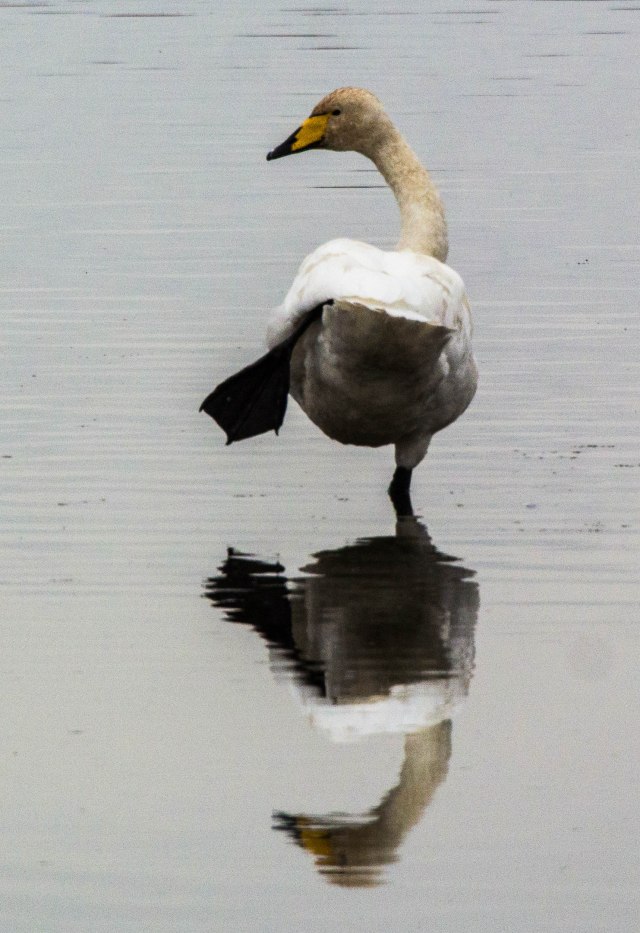 Goose Stepping