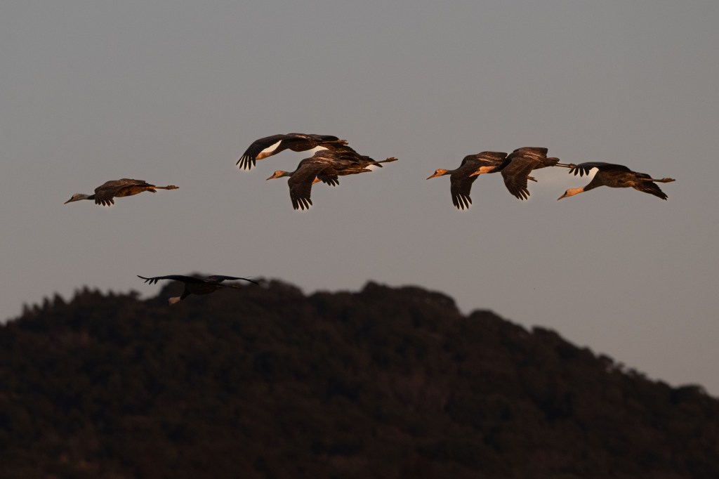 Hooded flying in the morning