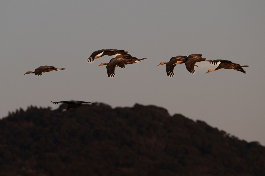Hooded flying in the morning