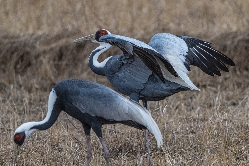 White-Naped Cranes