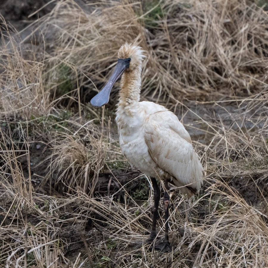 Eurasian Spoonbill