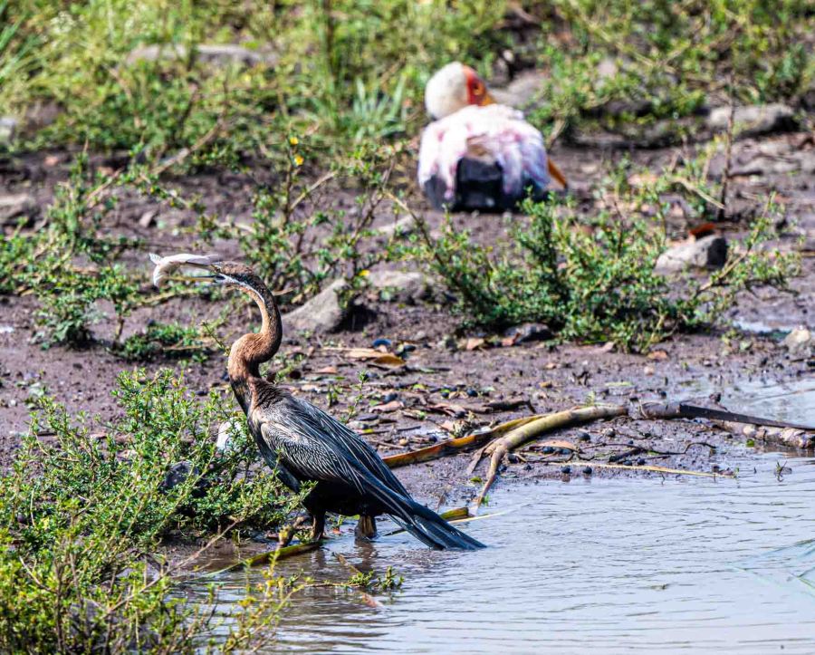 Anhinga Swallowing its Catfch